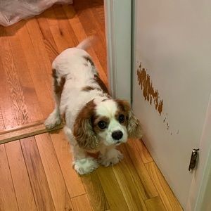 Meet your Posher, Kyle